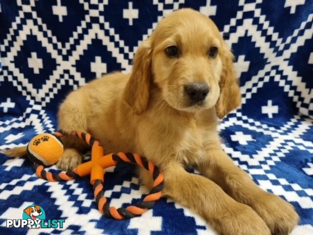 Red Retriever Puppies - DNA Clear