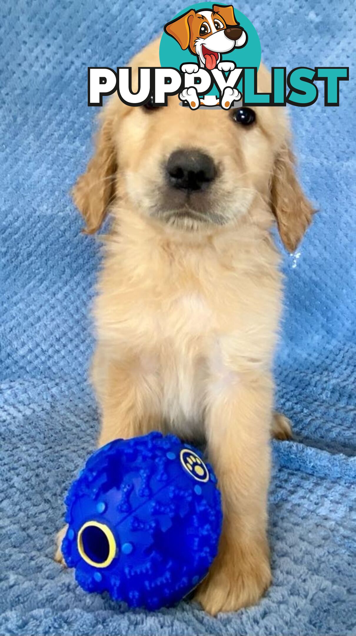 Red Retriever Puppies - DNA Clear