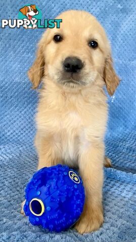 Red Retriever Puppies - DNA Clear