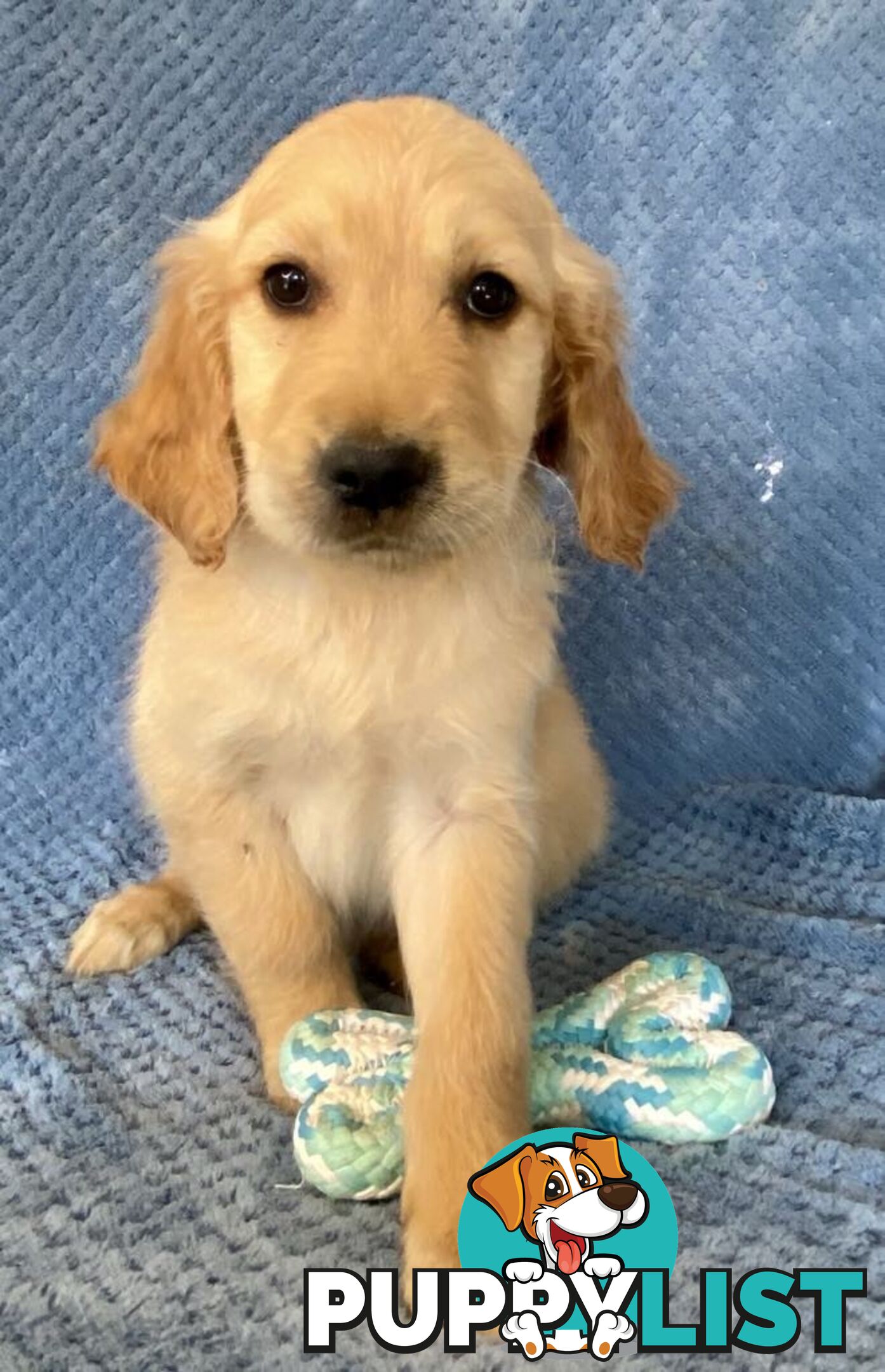 Red Retriever Puppies - DNA Clear