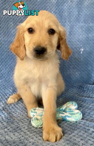 Red Retriever Puppies - DNA Clear