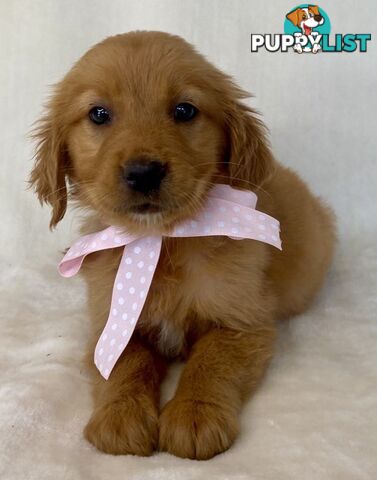 Red Retriever Puppies - DNA Clear