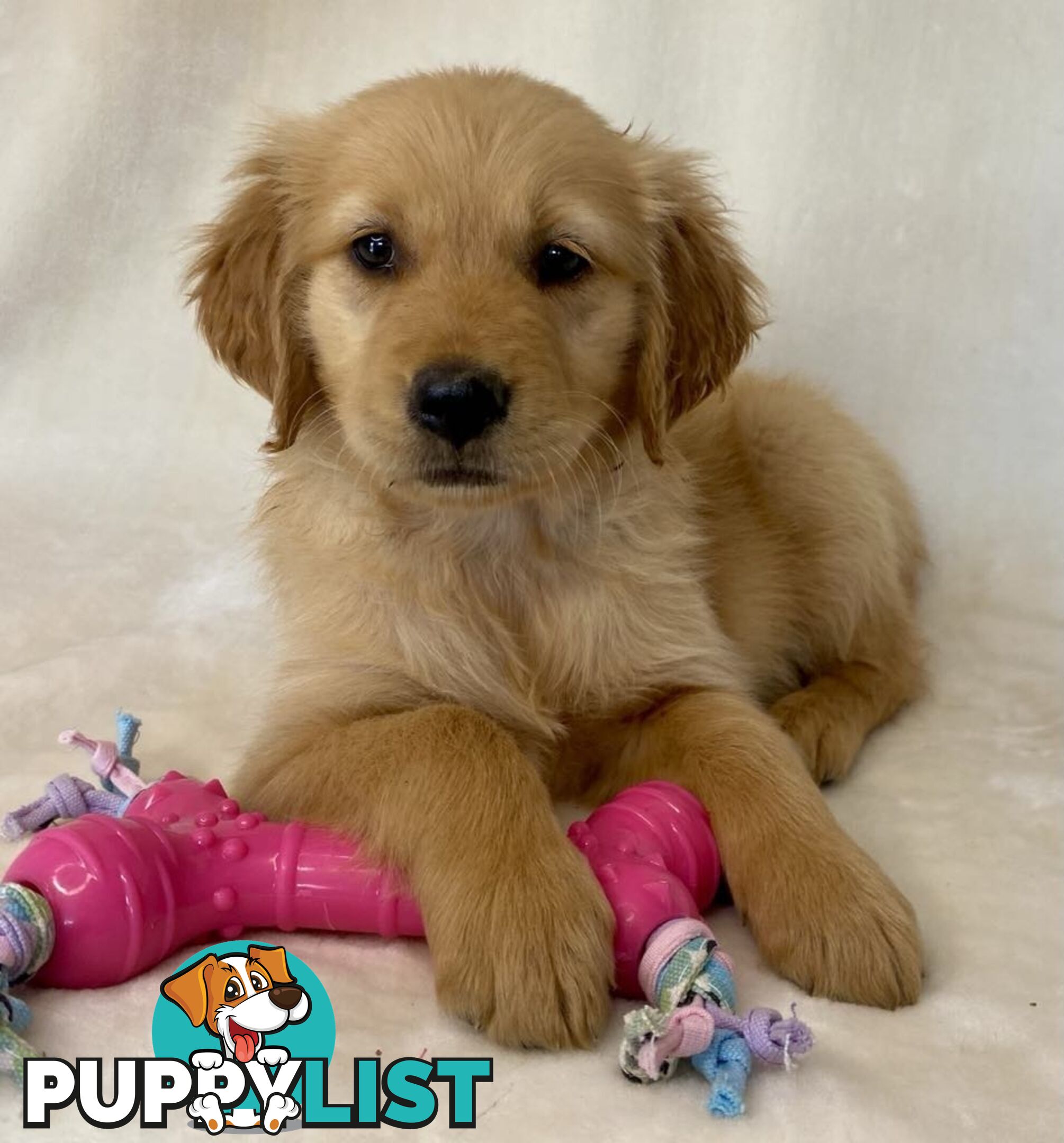 Red Retriever Puppies - DNA Clear