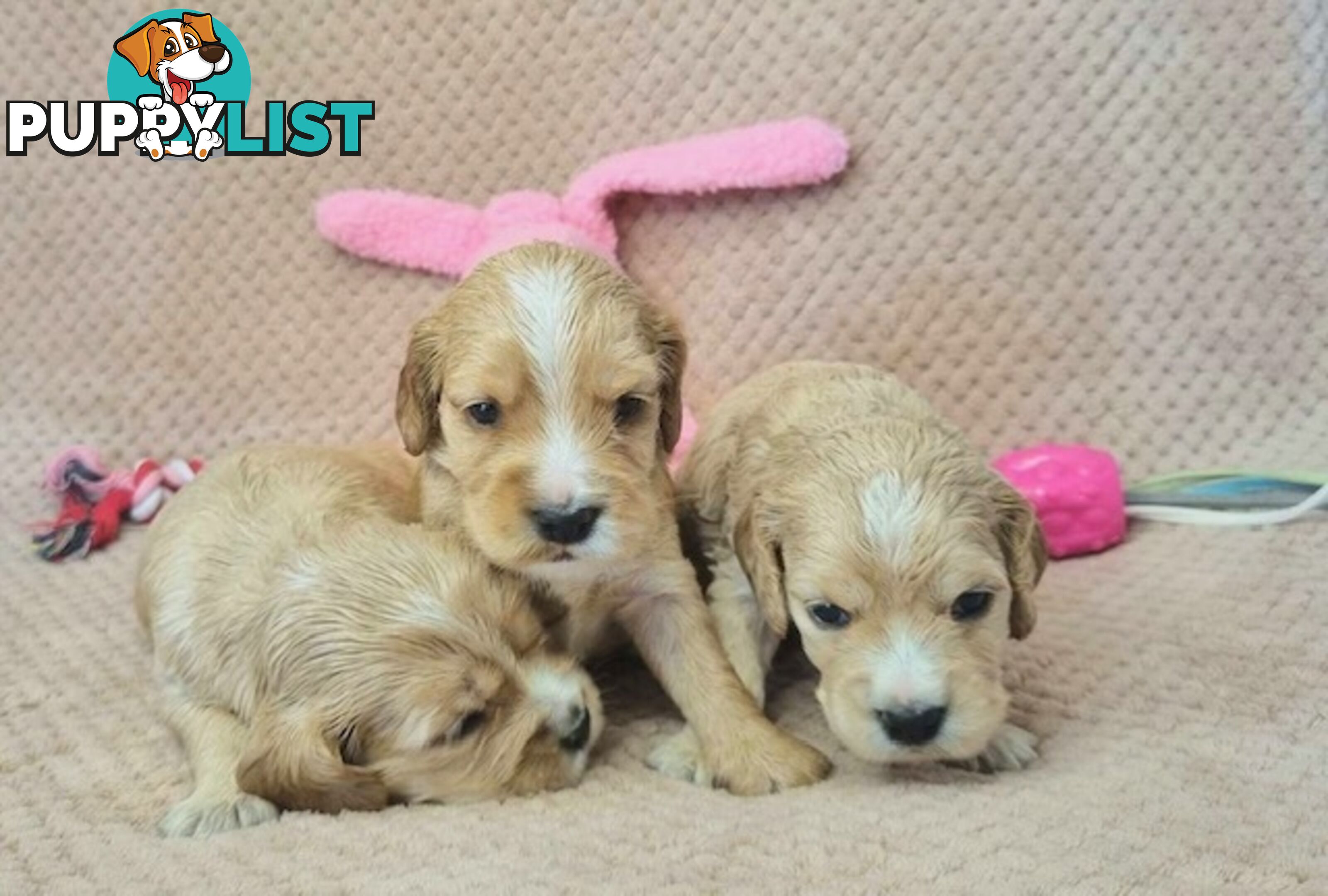 Mini Golden Retriever Puppies - Parents DNA Tested