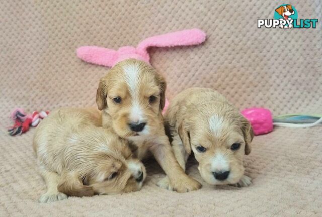 Mini Golden Retriever Puppies - Parents DNA Tested