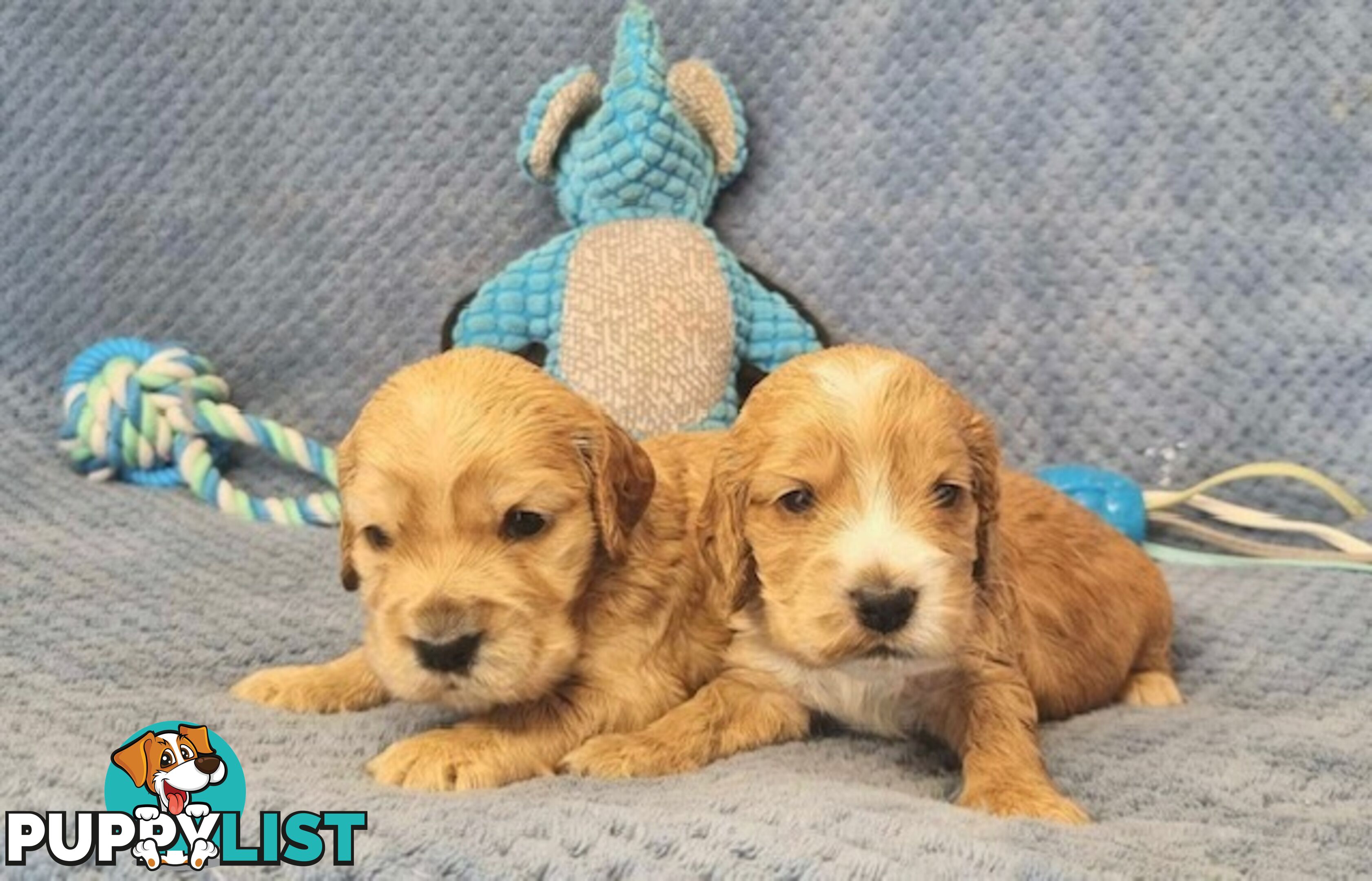 Mini Golden Retriever Puppies - Parents DNA Tested