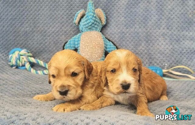 Mini Golden Retriever Puppies - Parents DNA Tested