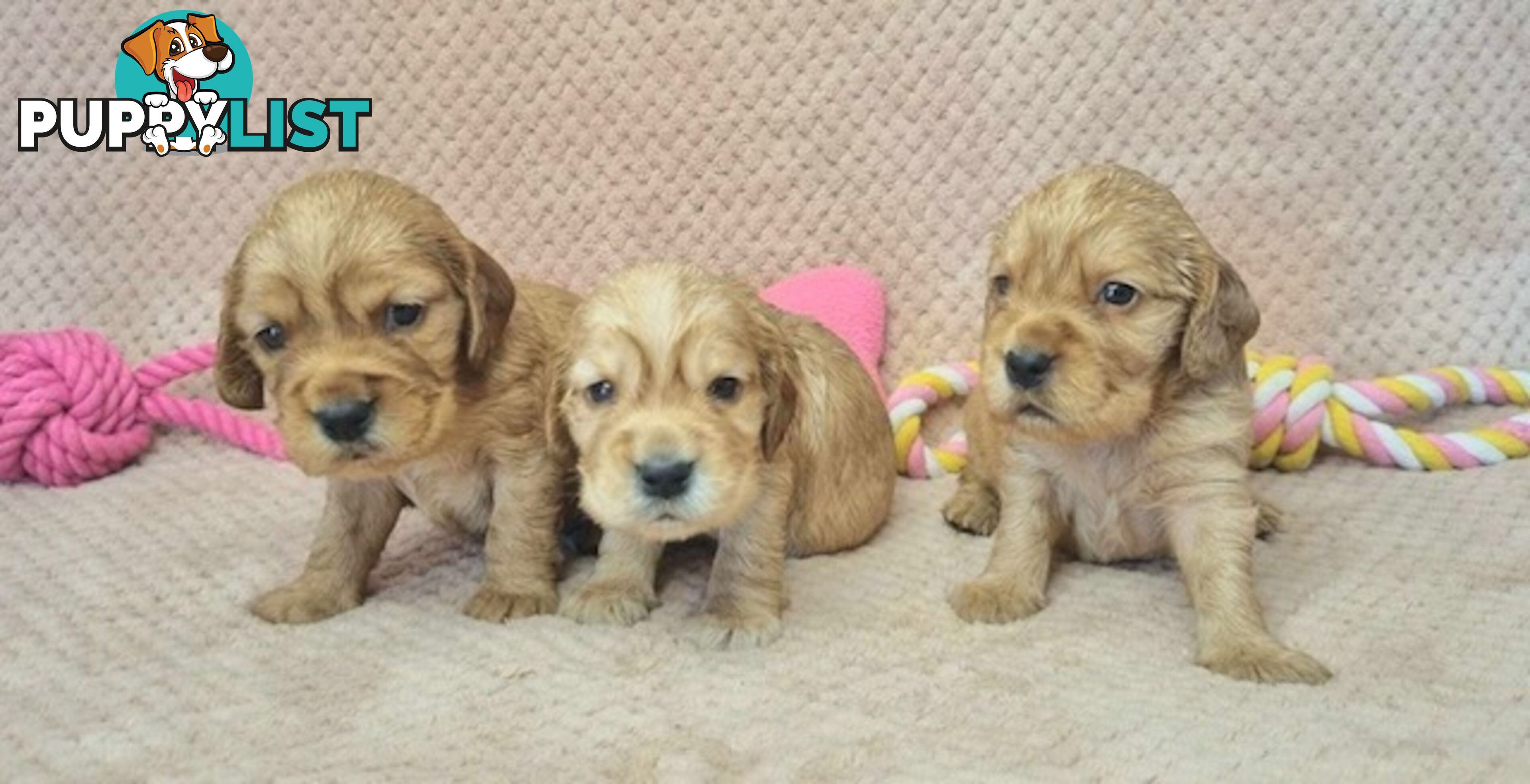 Mini Golden Retriever Puppies - Parents DNA Tested