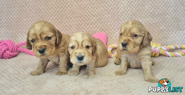 Mini Golden Retriever Puppies - Parents DNA Tested