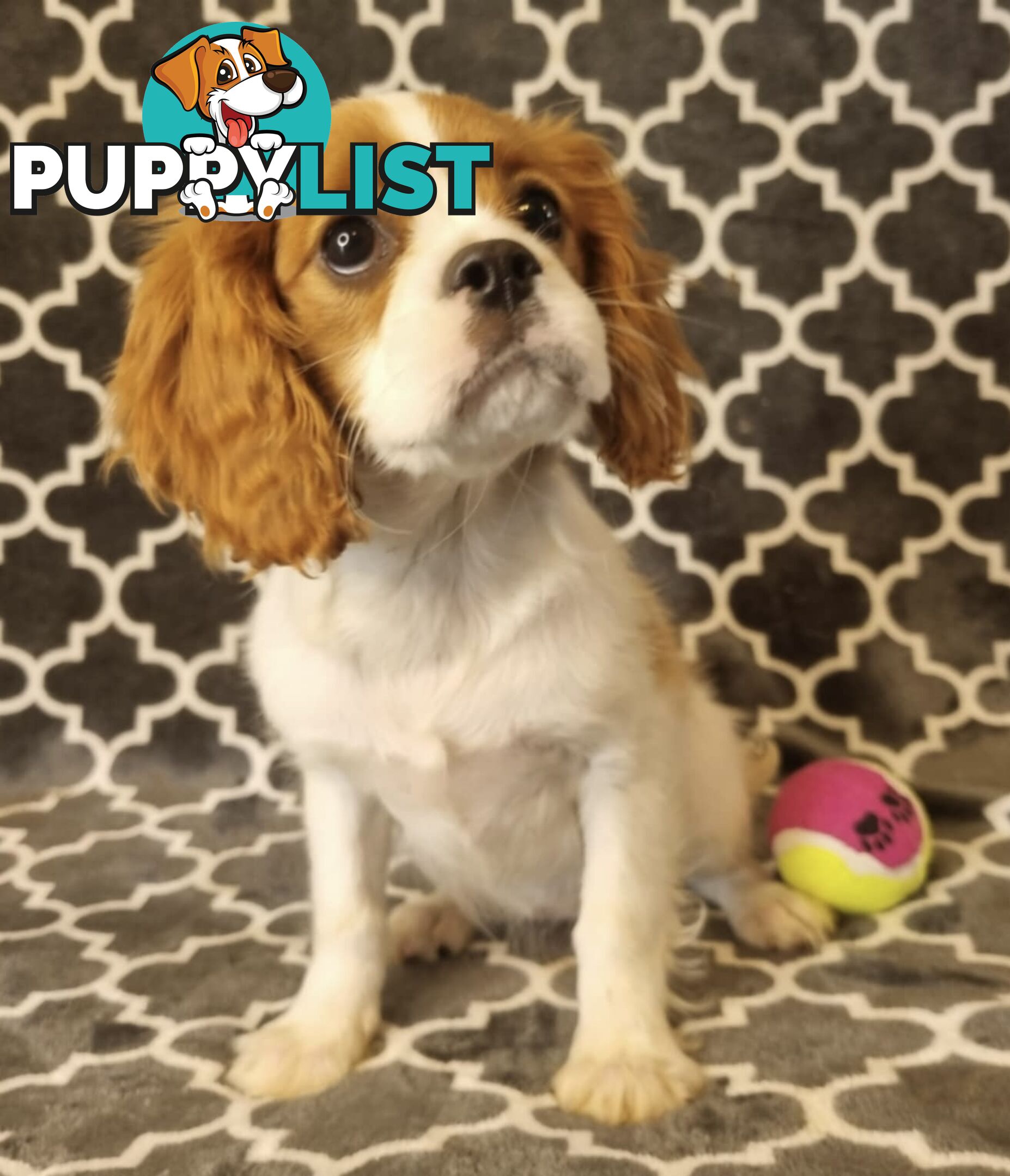 Cavalier Puppies - Ready Now - Delivery Available