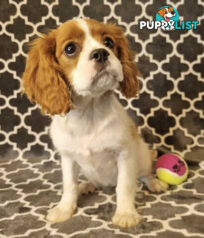 Cavalier Puppies - Ready Now - Delivery Available