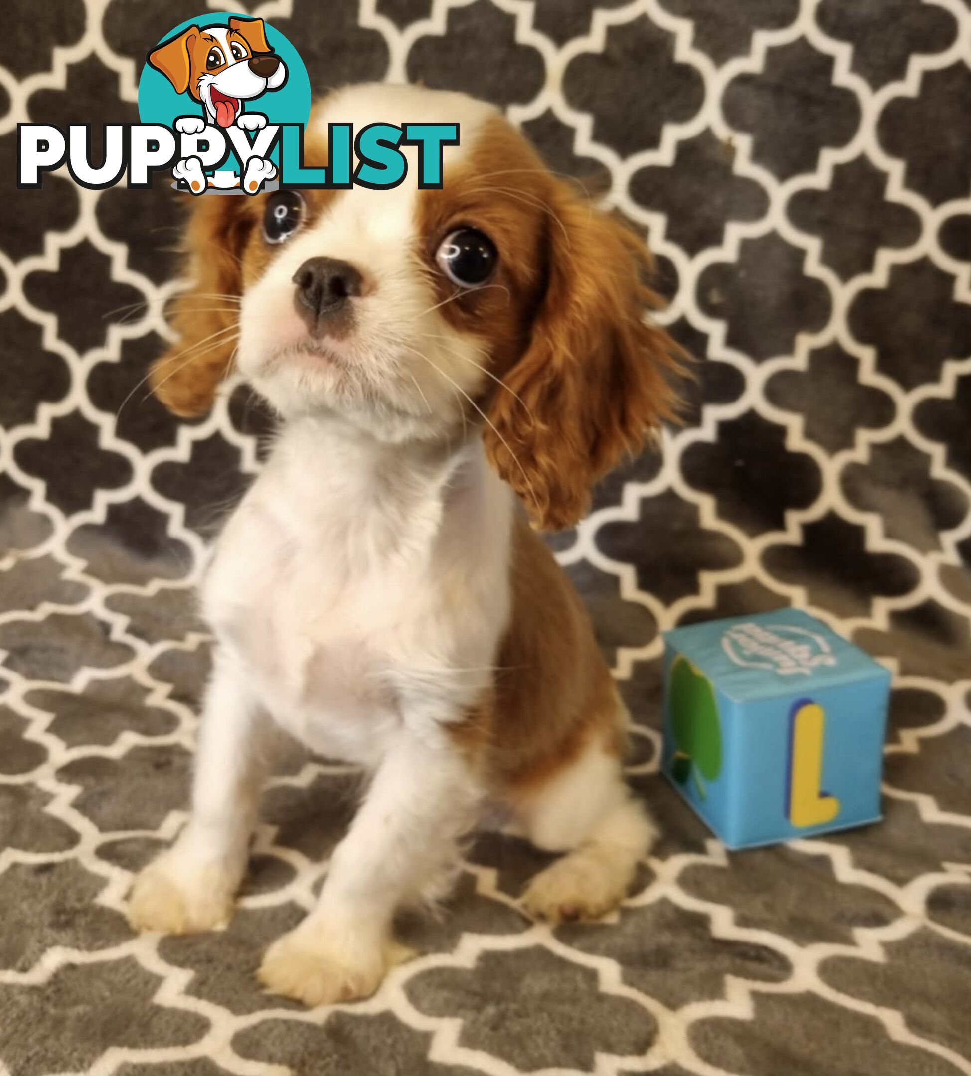 Cavalier Puppies - Ready Now - Delivery Available