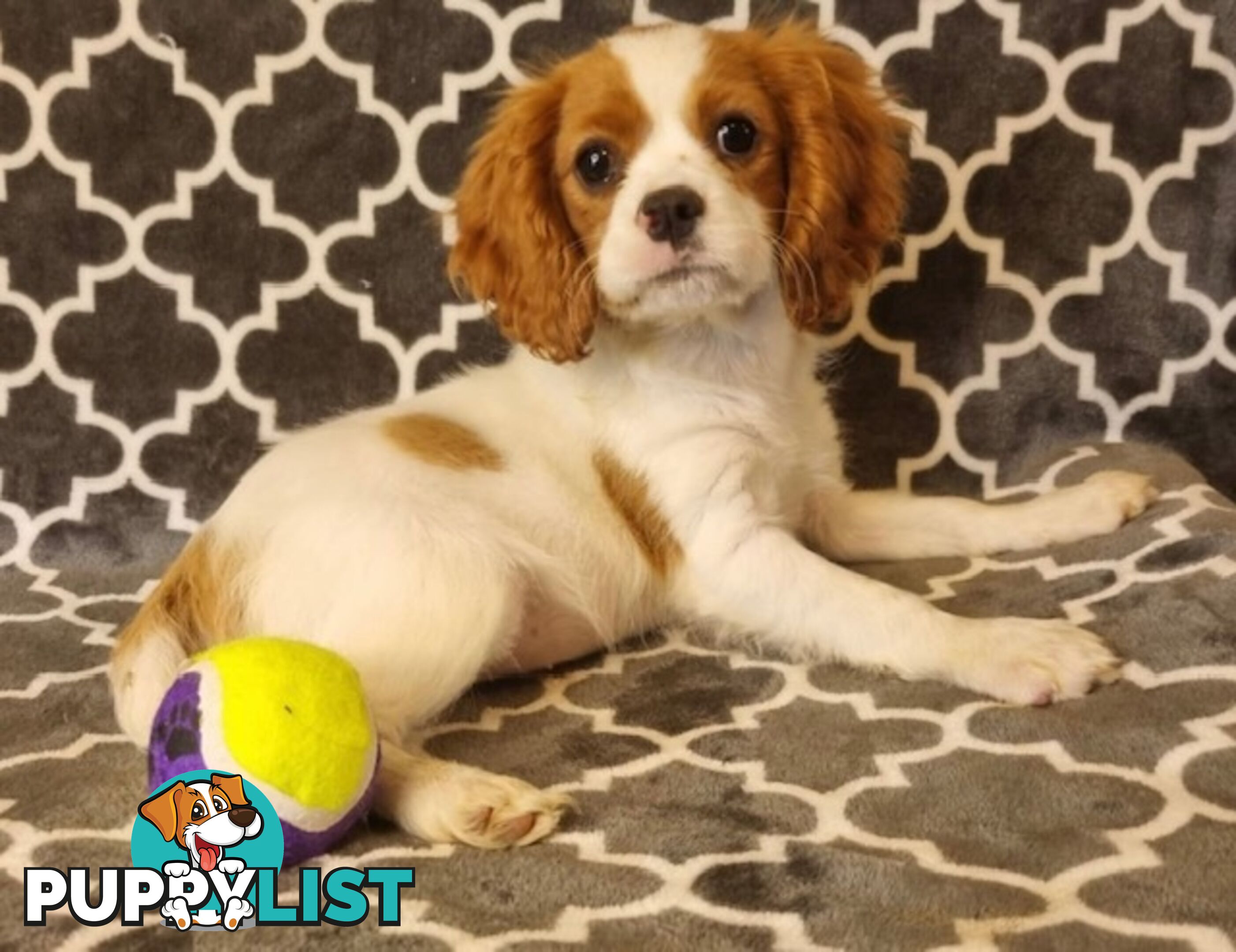 Cavalier Puppies - Ready Now - Delivery Available