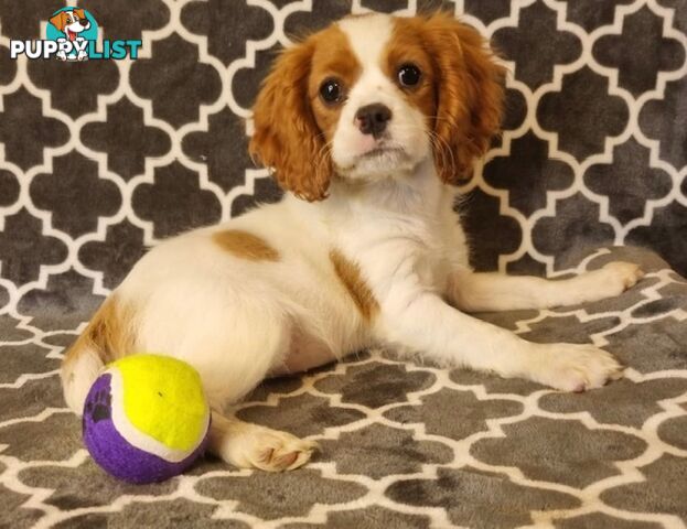 Cavalier Puppies - Ready Now - Delivery Available