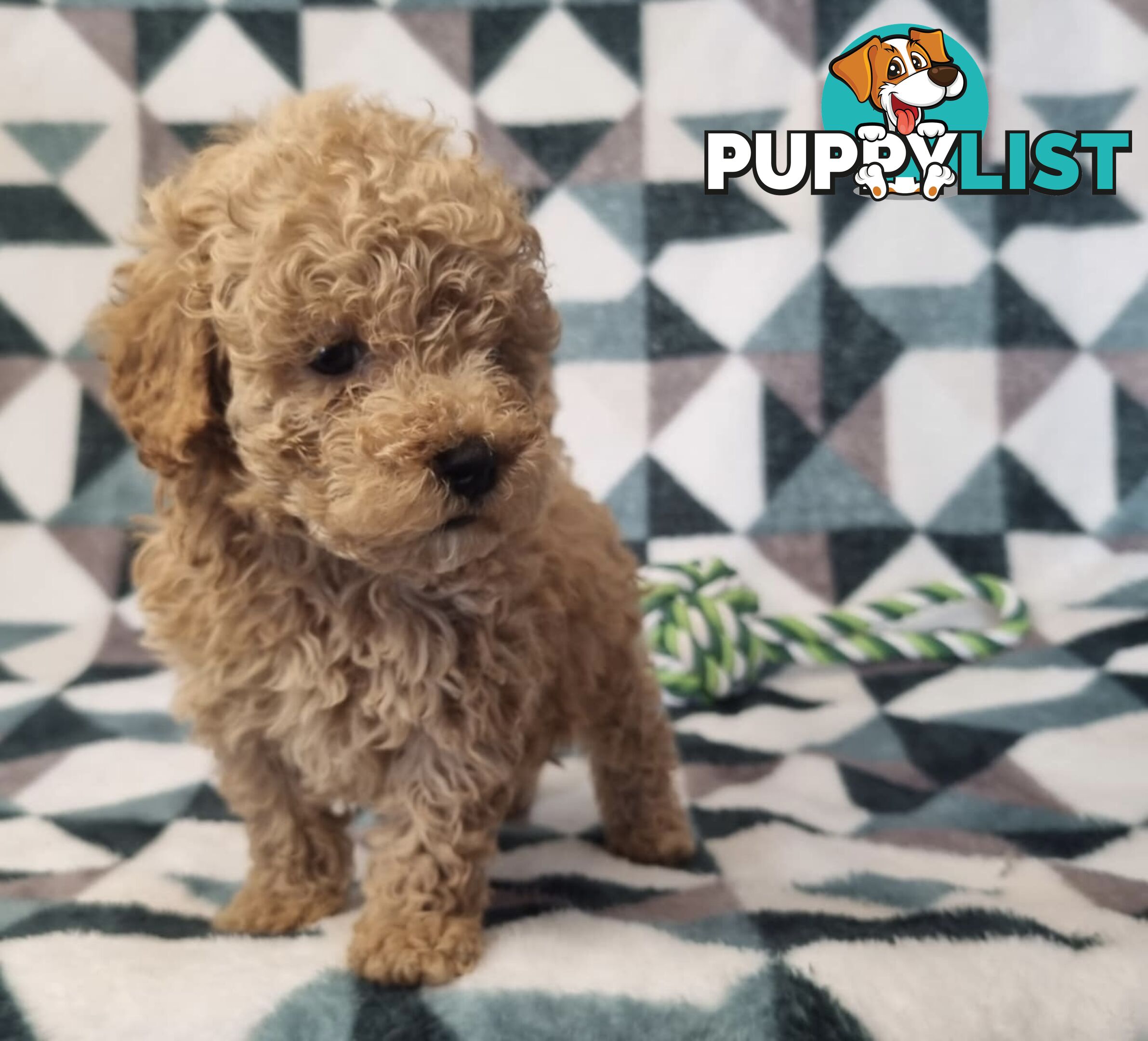 Purebred Toy Poodle Puppies - DNA Clear