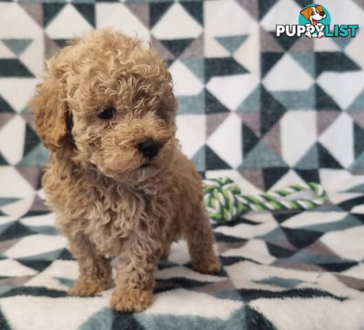 Purebred Toy Poodle Puppies - DNA Clear