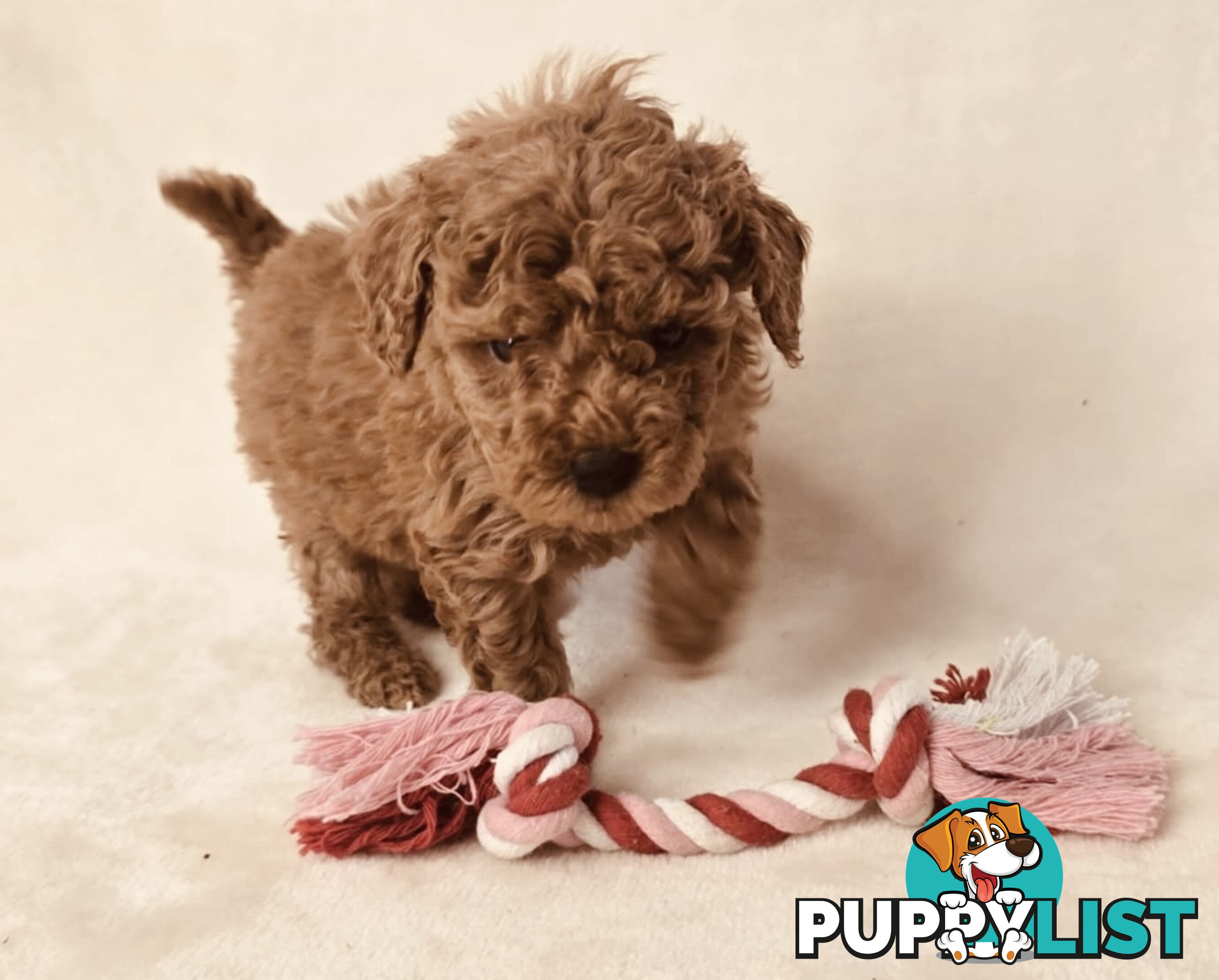 Purebred Toy Poodle Puppies - DNA Clear