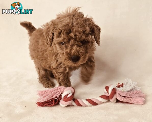 Purebred Toy Poodle Puppies - DNA Clear