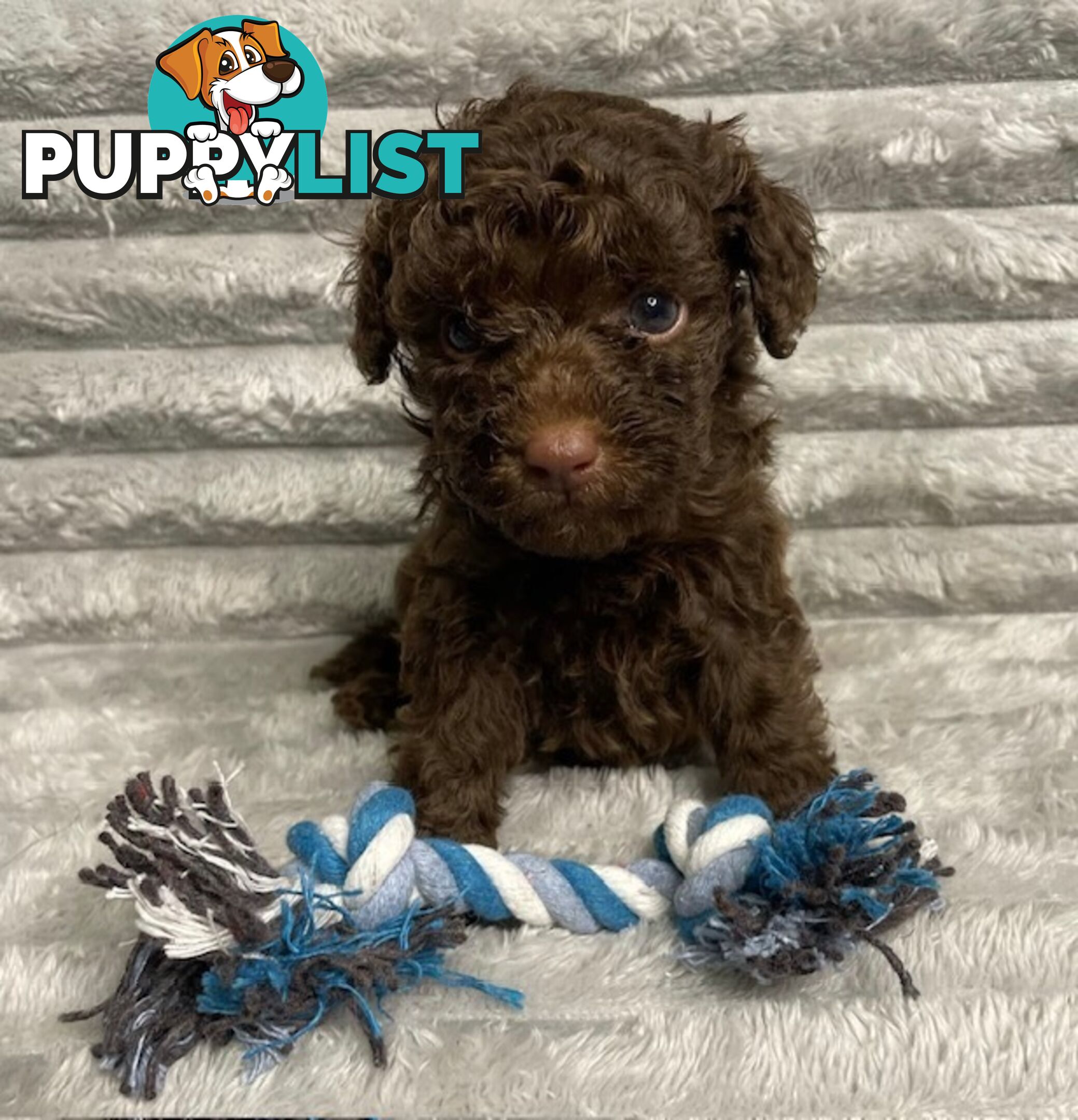 Purebred Toy Poodle Puppies - DNA Clear