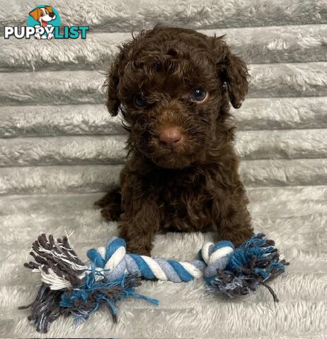 Purebred Toy Poodle Puppies - DNA Clear