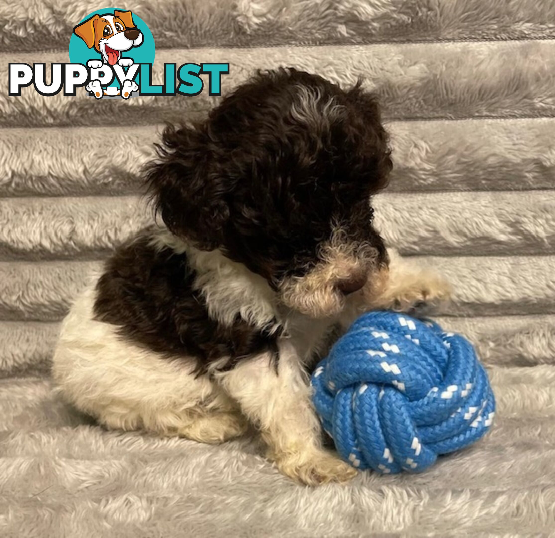 Purebred Toy Poodle Puppies - DNA Clear