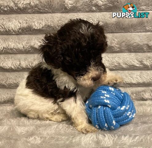 Purebred Toy Poodle Puppies - DNA Clear