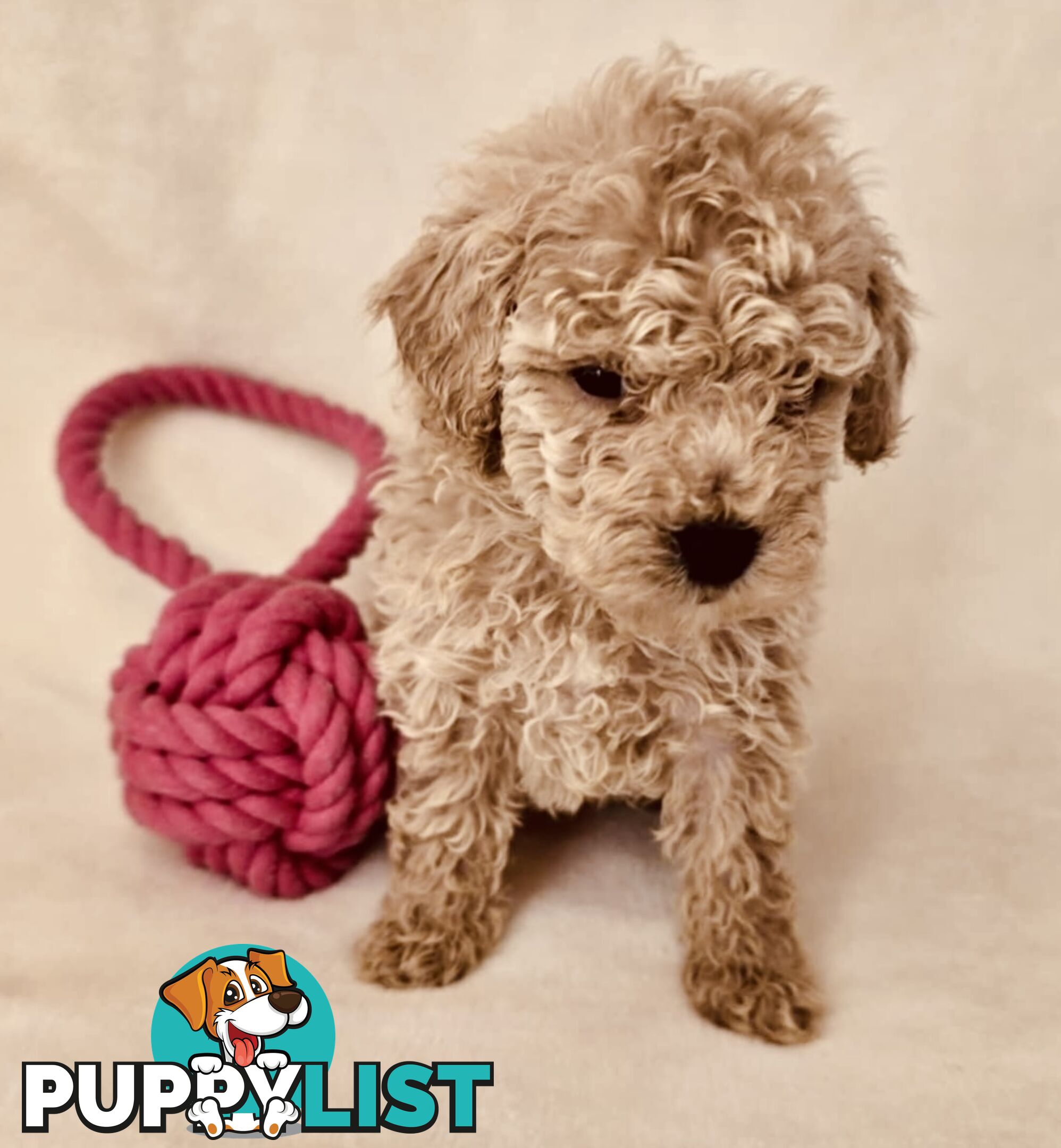 Purebred Toy Poodle Puppies - DNA Clear