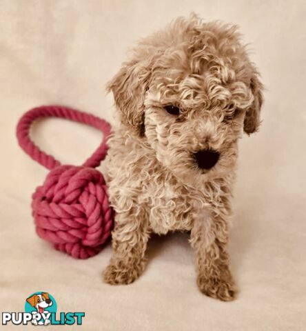 Purebred Toy Poodle Puppies - DNA Clear