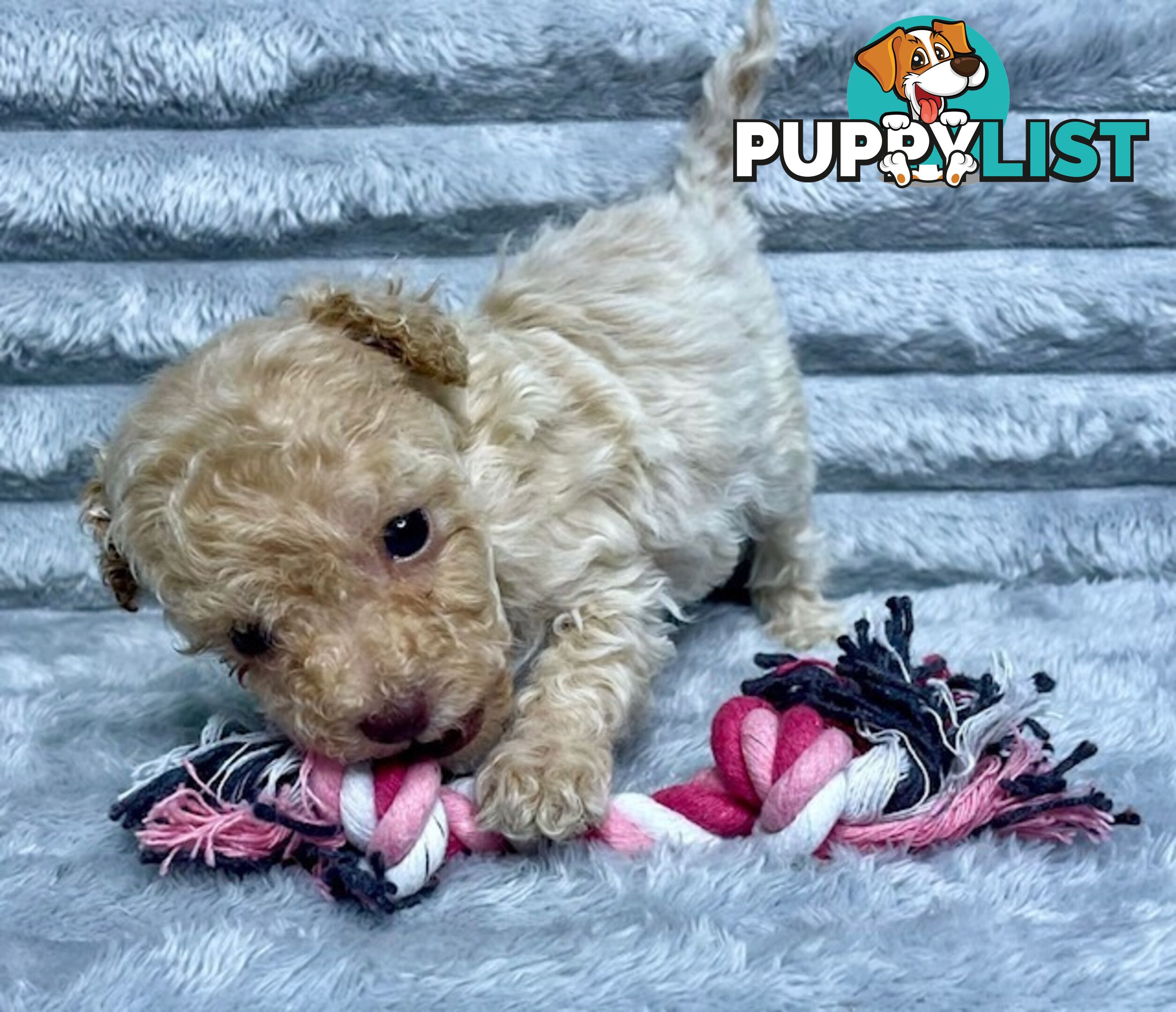 Purebred Toy Poodle Puppies - DNA Clear