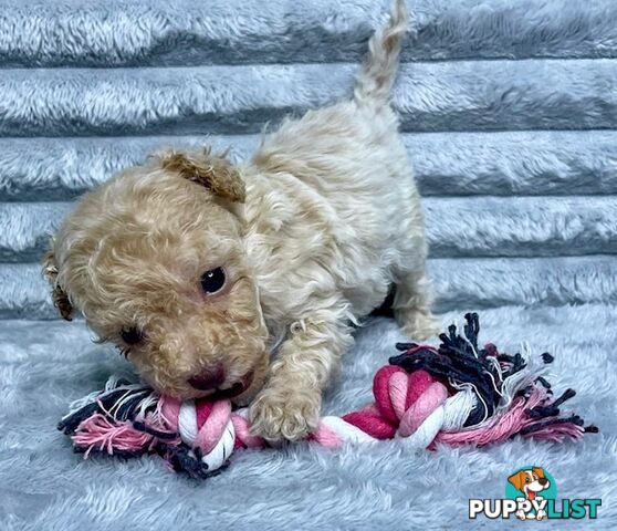 Purebred Toy Poodle Puppies - DNA Clear