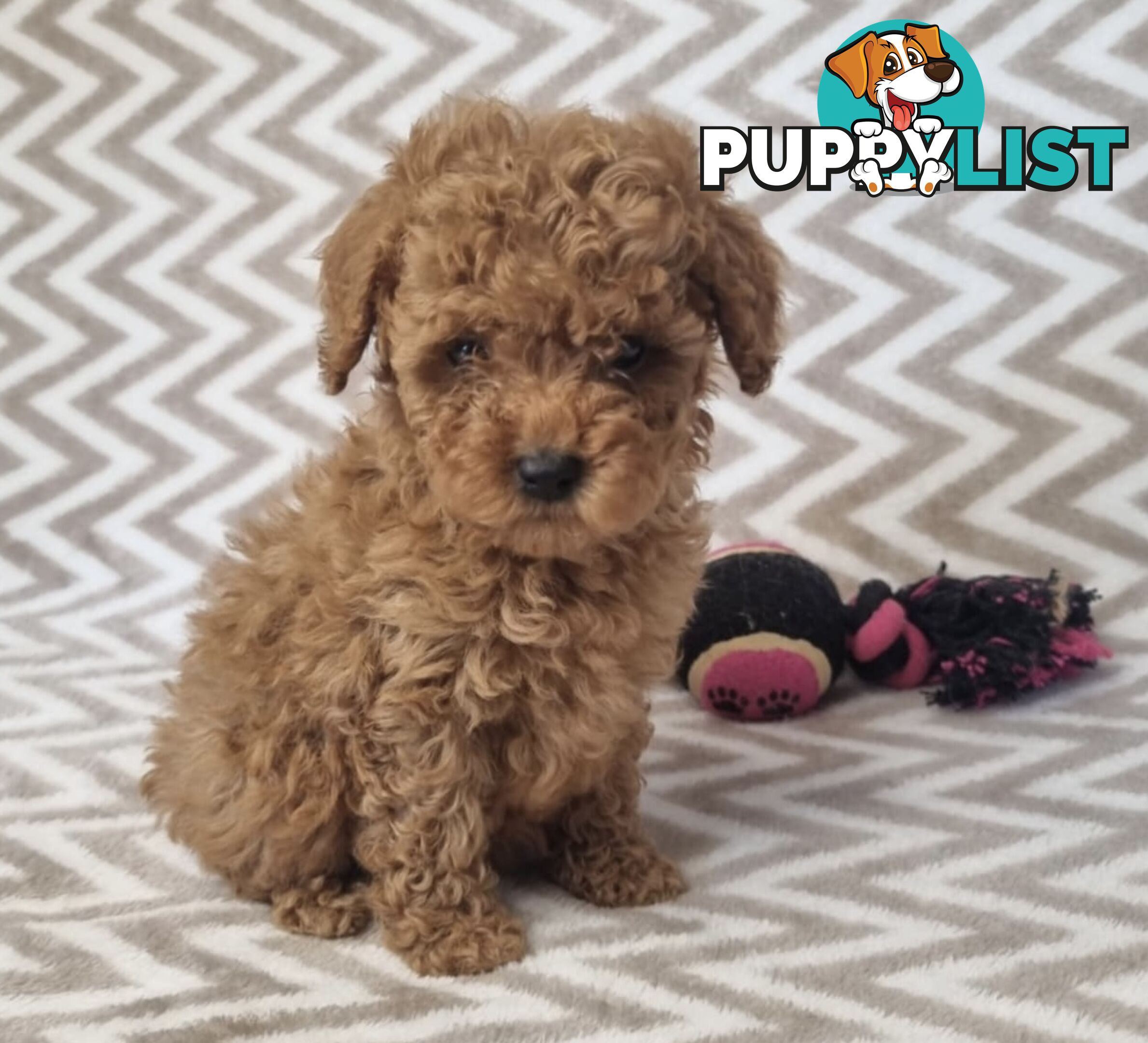 Purebred Toy Poodle Puppies - DNA Clear