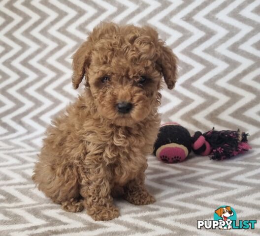 Purebred Toy Poodle Puppies - DNA Clear