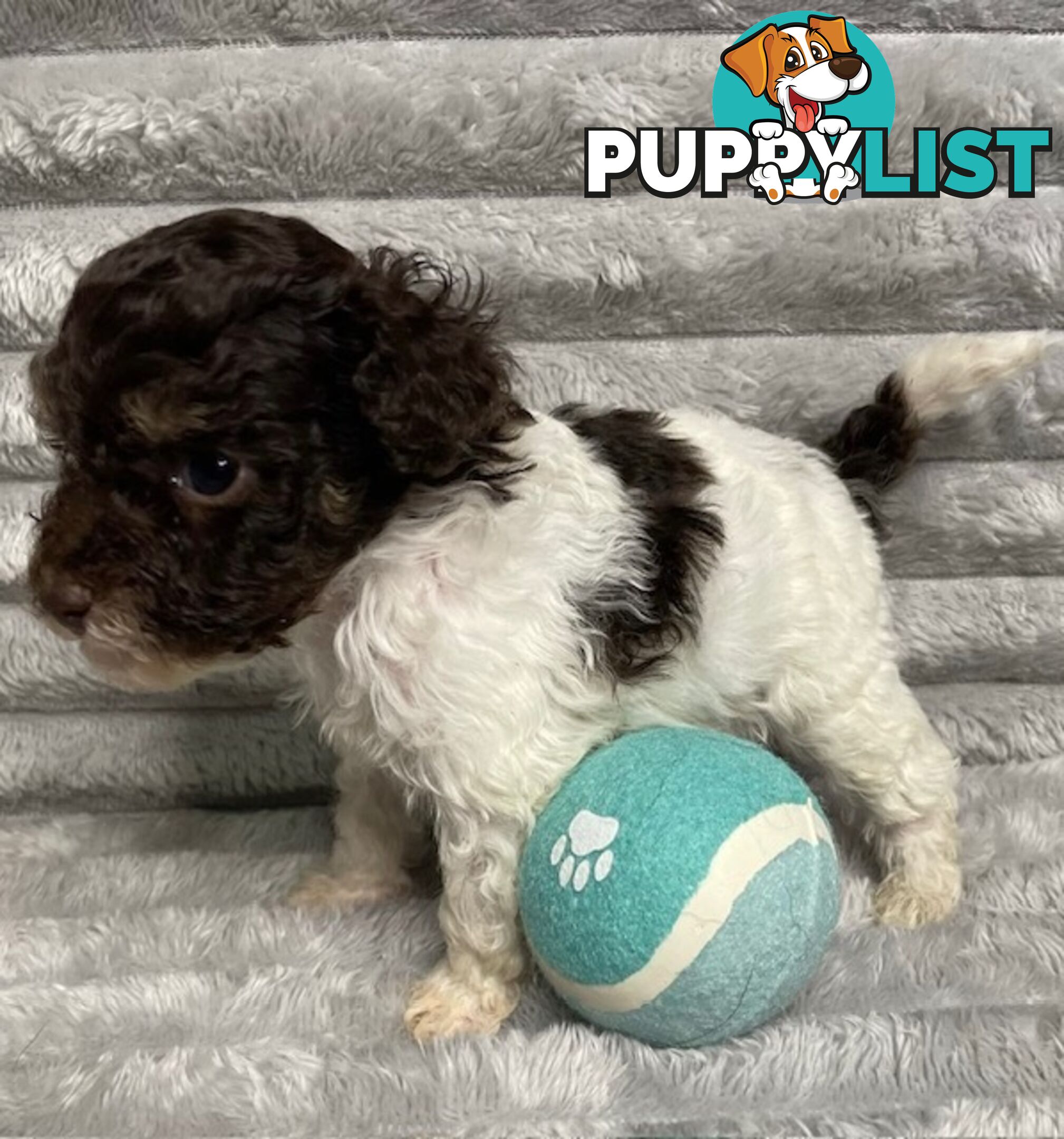 Purebred Toy Poodle Puppies - DNA Clear