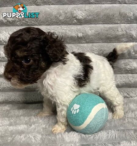 Purebred Toy Poodle Puppies - DNA Clear