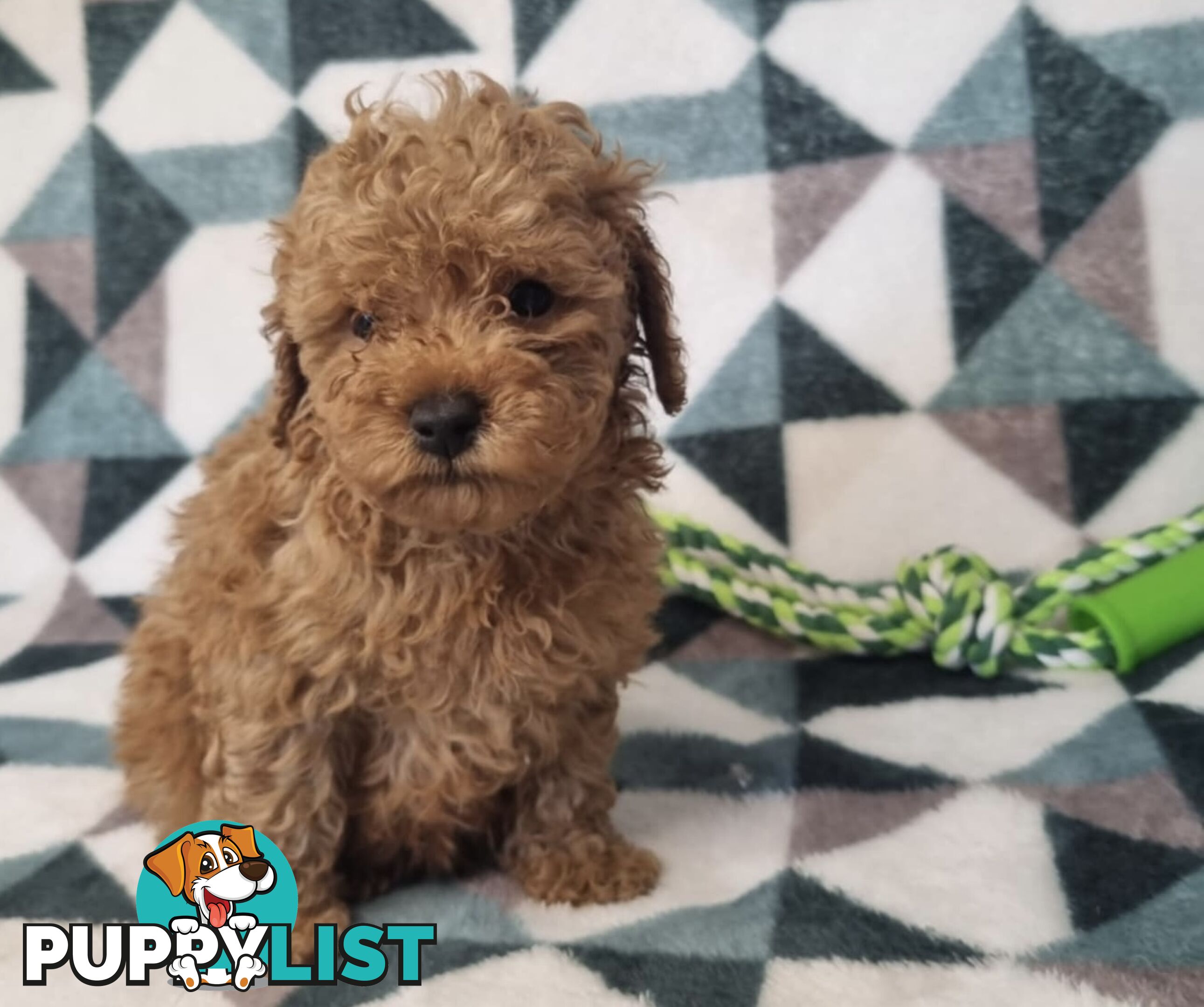 Purebred Toy Poodle Puppies - DNA Clear