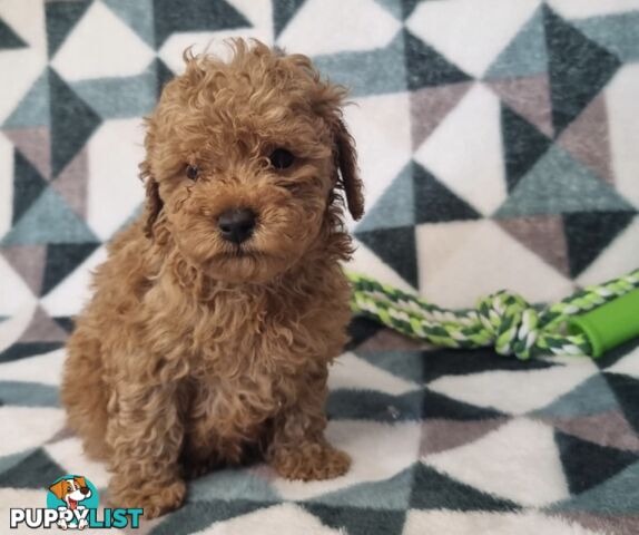 Purebred Toy Poodle Puppies - DNA Clear