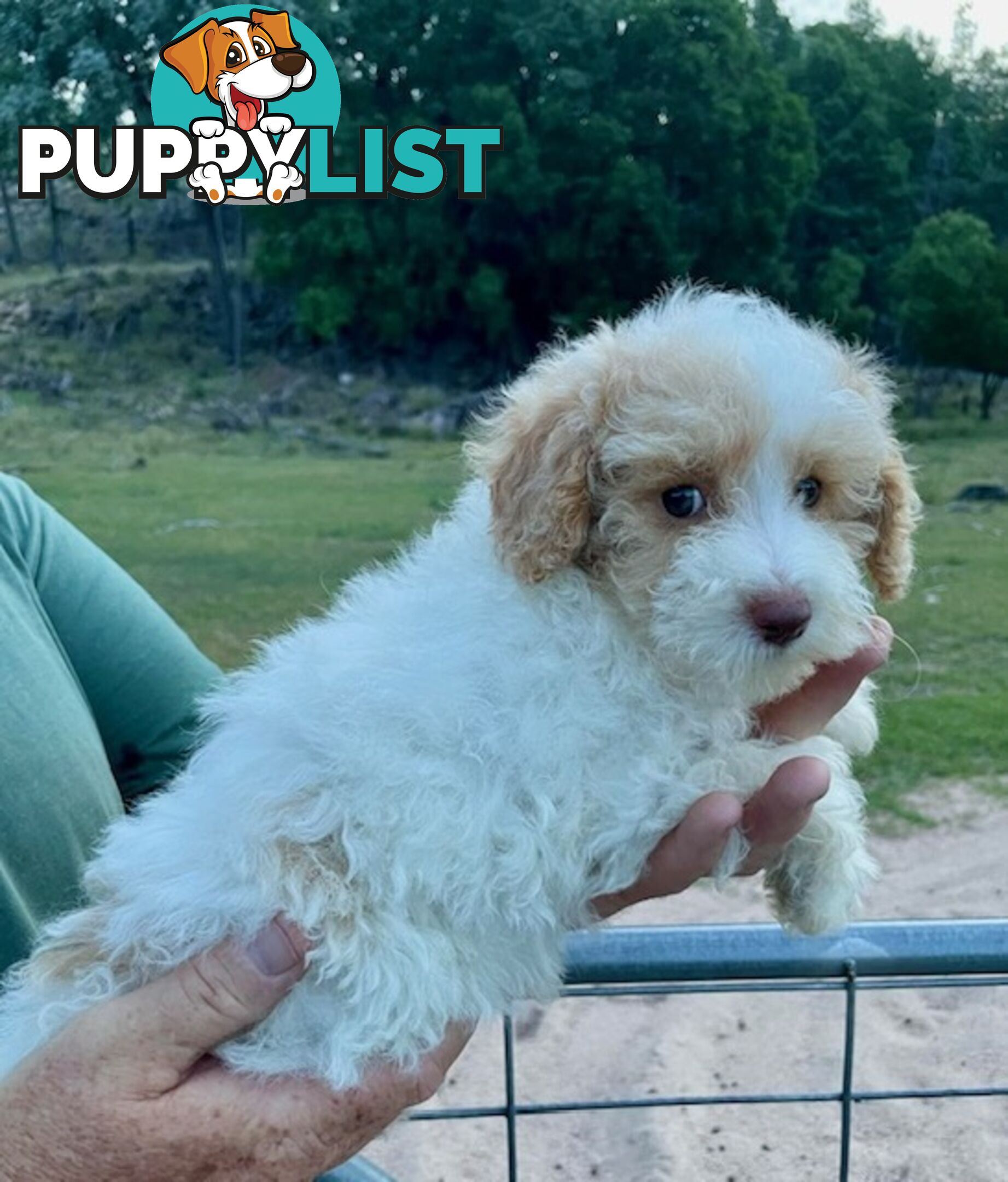 Purebred Toy Poodle Puppies - DNA Clear