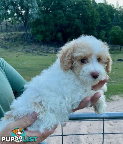 Purebred Toy Poodle Puppies - DNA Clear