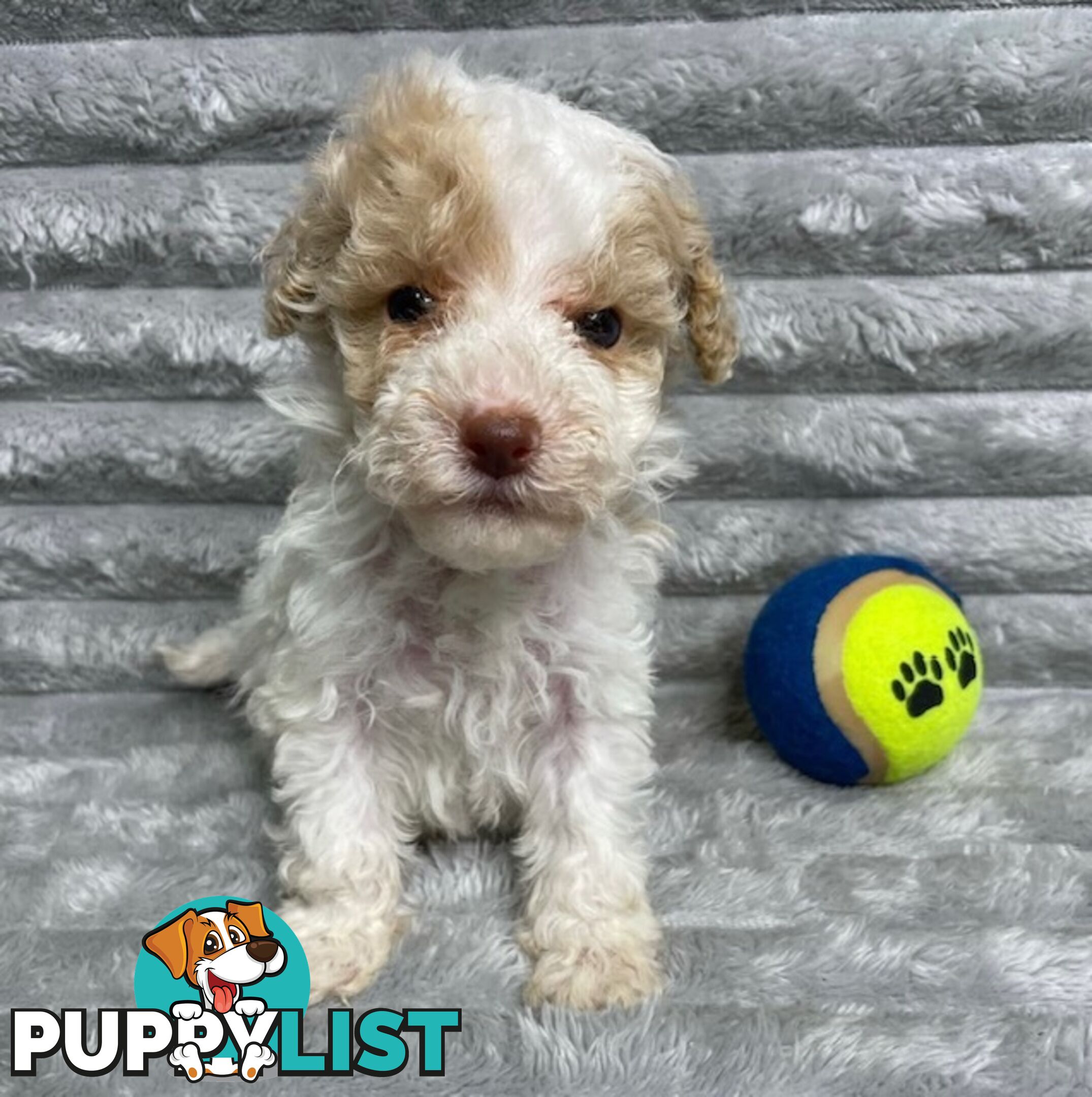 Purebred Toy Poodle Puppies - DNA Clear