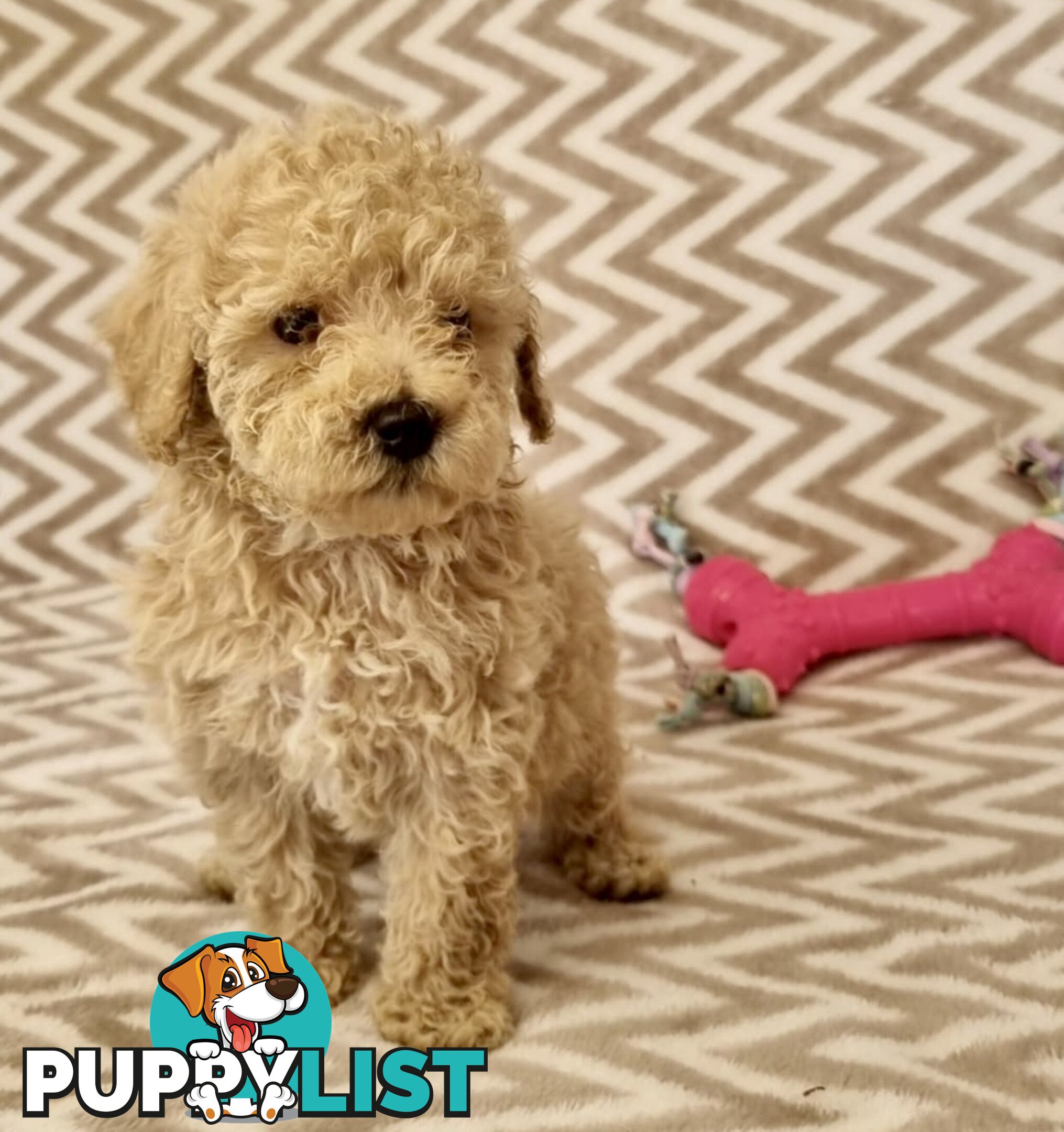 Purebred Toy Poodle Puppies - DNA Clear