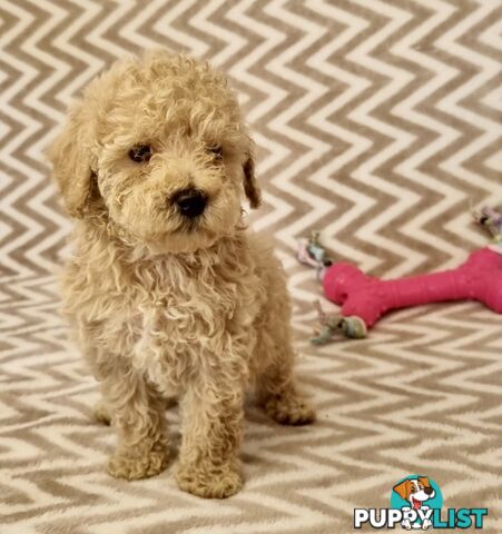 Purebred Toy Poodle Puppies - DNA Clear