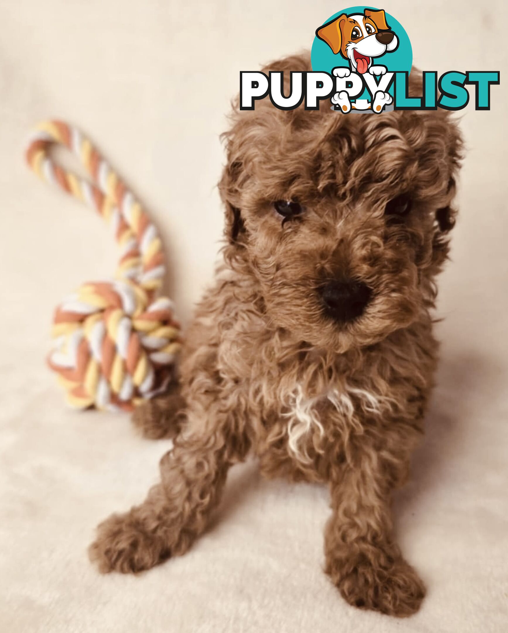 Purebred Toy Poodle Puppies - DNA Clear