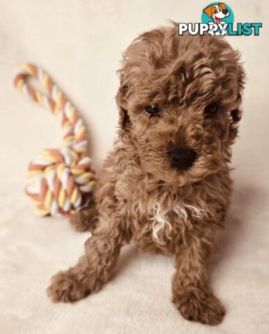 Purebred Toy Poodle Puppies - DNA Clear