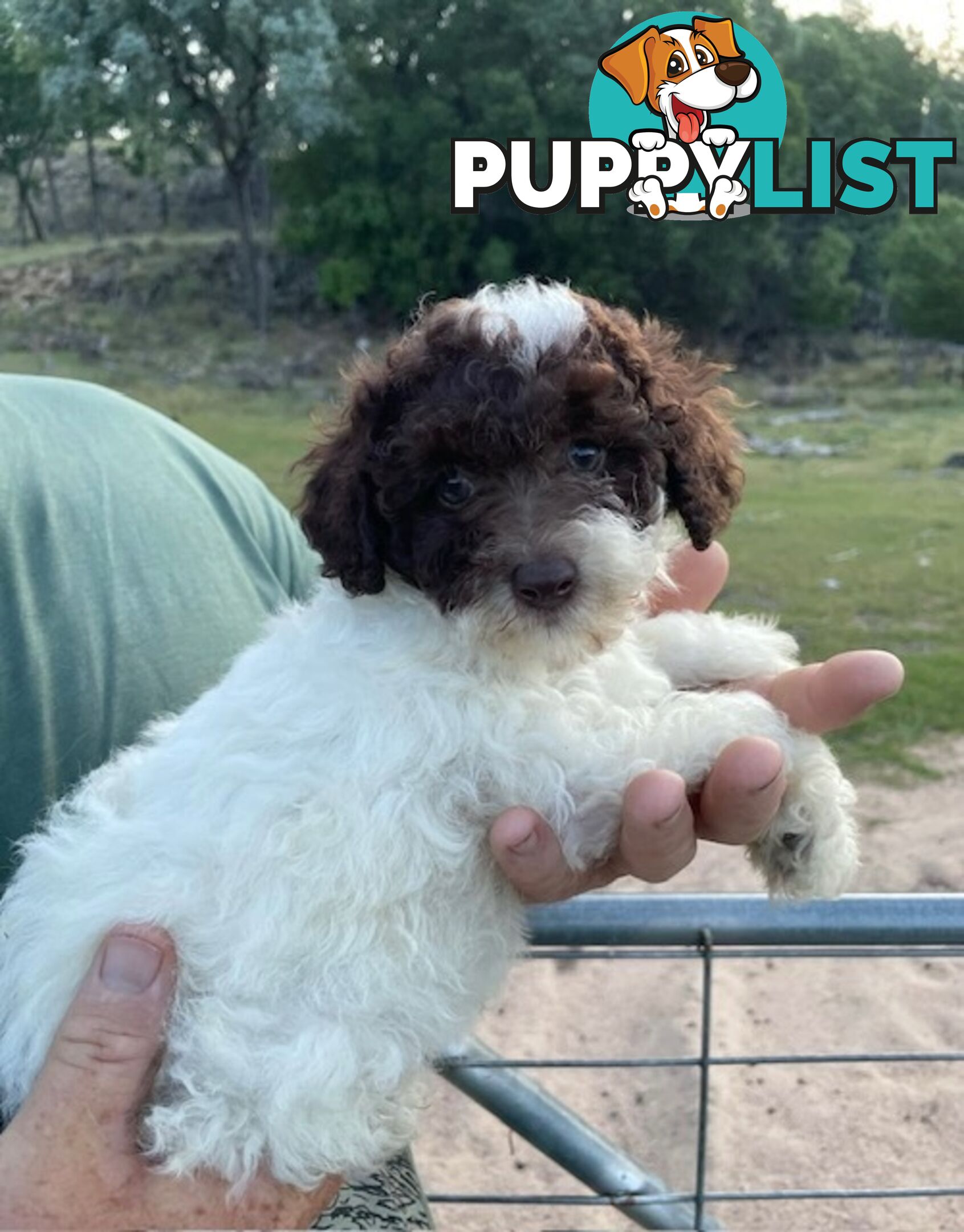 Purebred Toy Poodle Puppies - DNA Clear