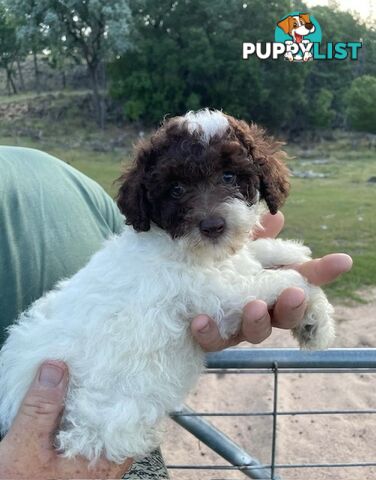 Purebred Toy Poodle Puppies - DNA Clear