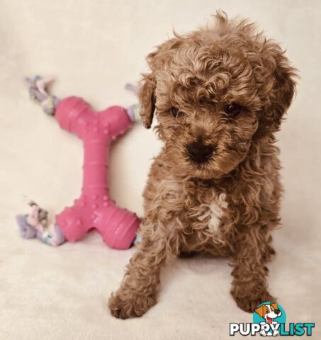 Purebred Toy Poodle Puppies - DNA Clear