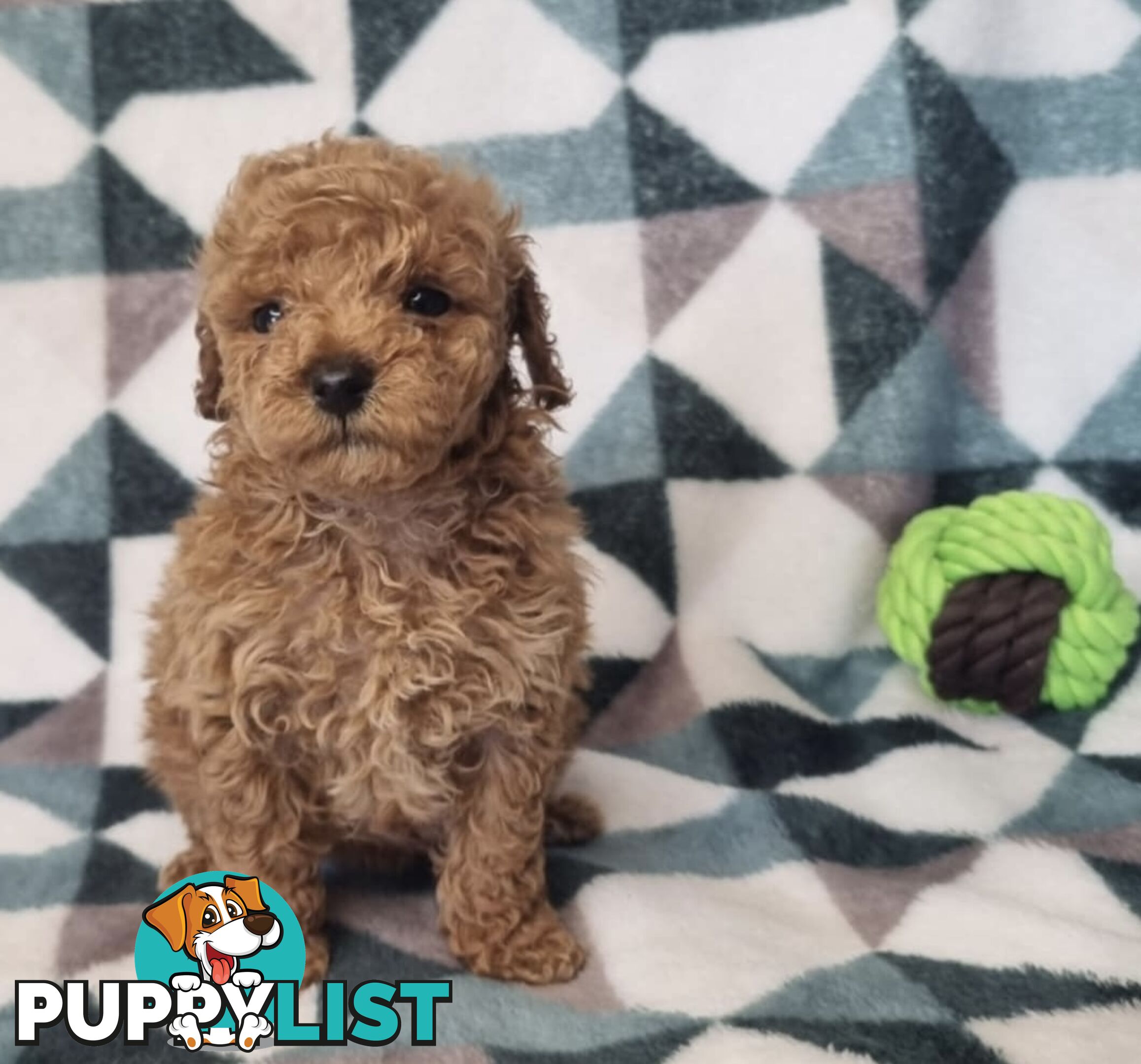 Purebred Toy Poodle Puppies - DNA Clear