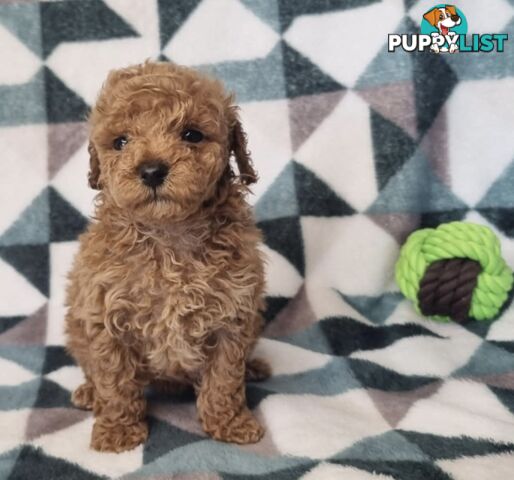 Purebred Toy Poodle Puppies - DNA Clear