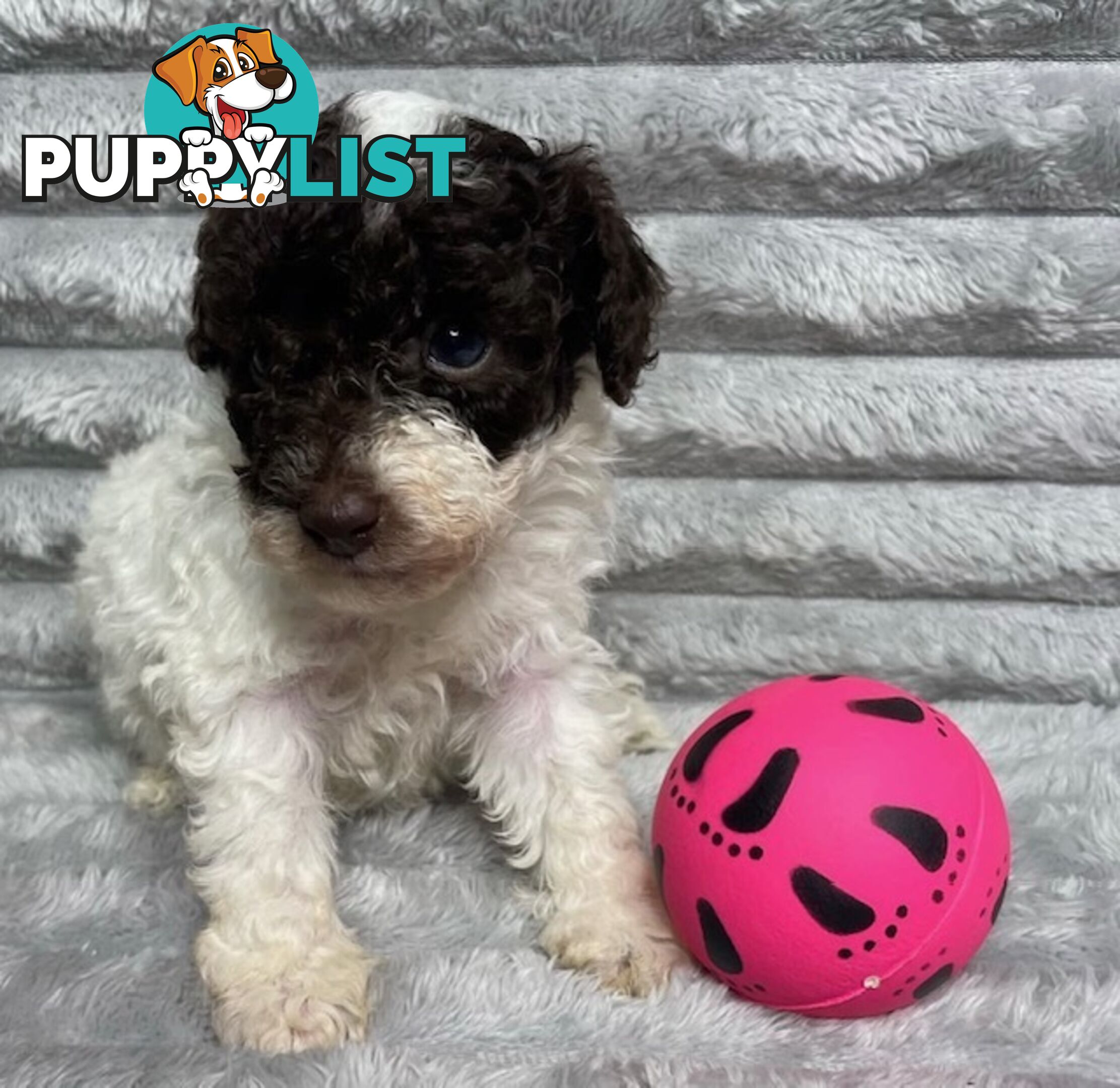 Purebred Toy Poodle Puppies - DNA Clear