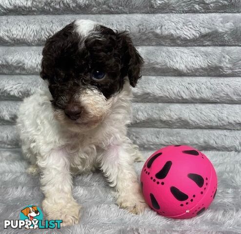 Purebred Toy Poodle Puppies - DNA Clear